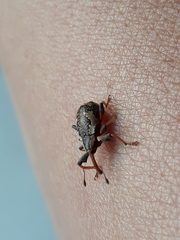 Heilipus