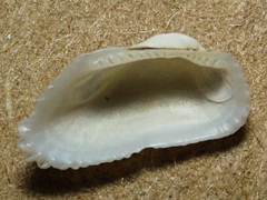 Acar bailyi