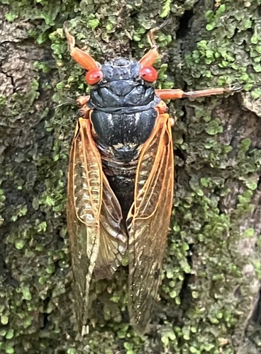 Cassin's 13-Year Cicada photo 4
