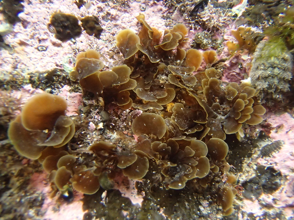 Syringodermatales