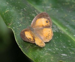Mycalesis anapita