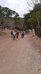 Sideroxylon persimile