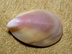 Crepidula norrisiarum