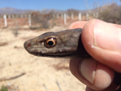 Masticophis fuliginosus