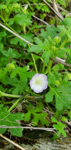 Nemophila kirtleyi observed 2024-05-08