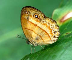 Mycalesis anapita