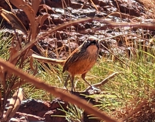 Pilbara Grasswren (Amytornis whitei)