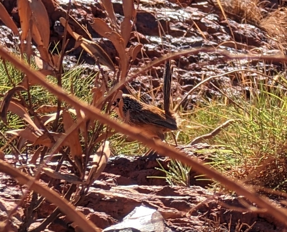 Pilbara Grasswren (Amytornis whitei), photo 2