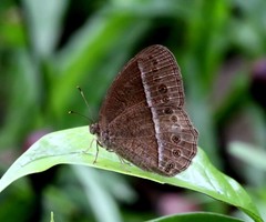 Mycalesis janardana