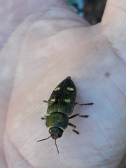 Baudonisia villosiventris