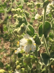 Mirabilis tenuiloba