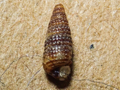 Cerithiidae