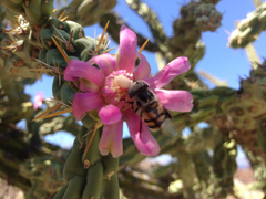 Copestylum fornax