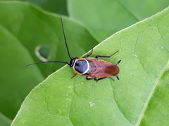 Pseudomops neglectus