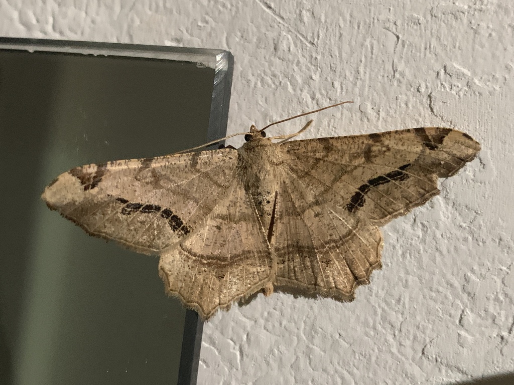 Semiothisa cinerearia