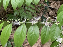 Capparis sabiifolia