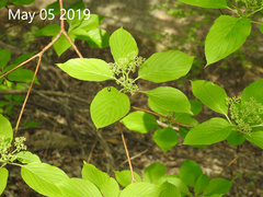 Cornus controversa