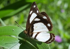 Dynamine athemon athemaena