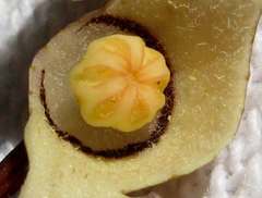 Aristolochia tamnifolia