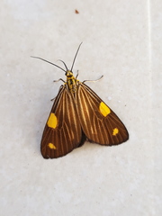 Phaeochlaena lampra