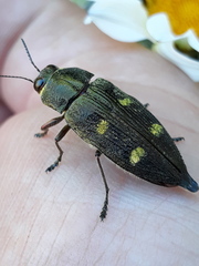 Baudonisia villosiventris