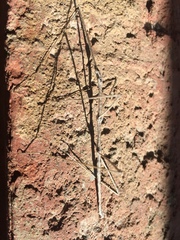 Parabacillus hesperus