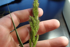 Echinochloa crus-pavonis