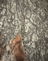 Hemidactylus mabouia