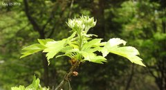 Crataegus pinnatifida