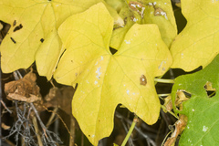 Xylella fastidiosa