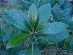 Pittosporum huttonianum
