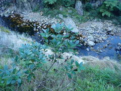 Pittosporum huttonianum