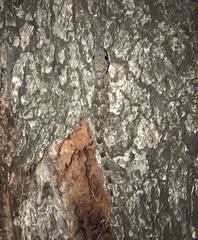 Hemidactylus mabouia