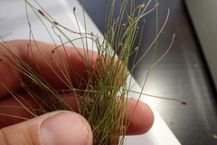 Eleocharis microcarpa
