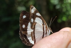 Dynamine athemon athemaena