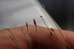 Eleocharis microcarpa