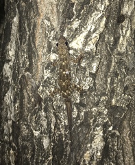 Hemidactylus mabouia