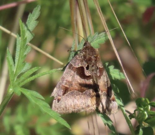 Euclidia ardita photo 3