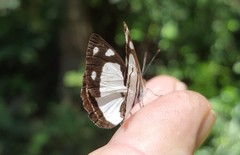 Dynamine athemon athemaena