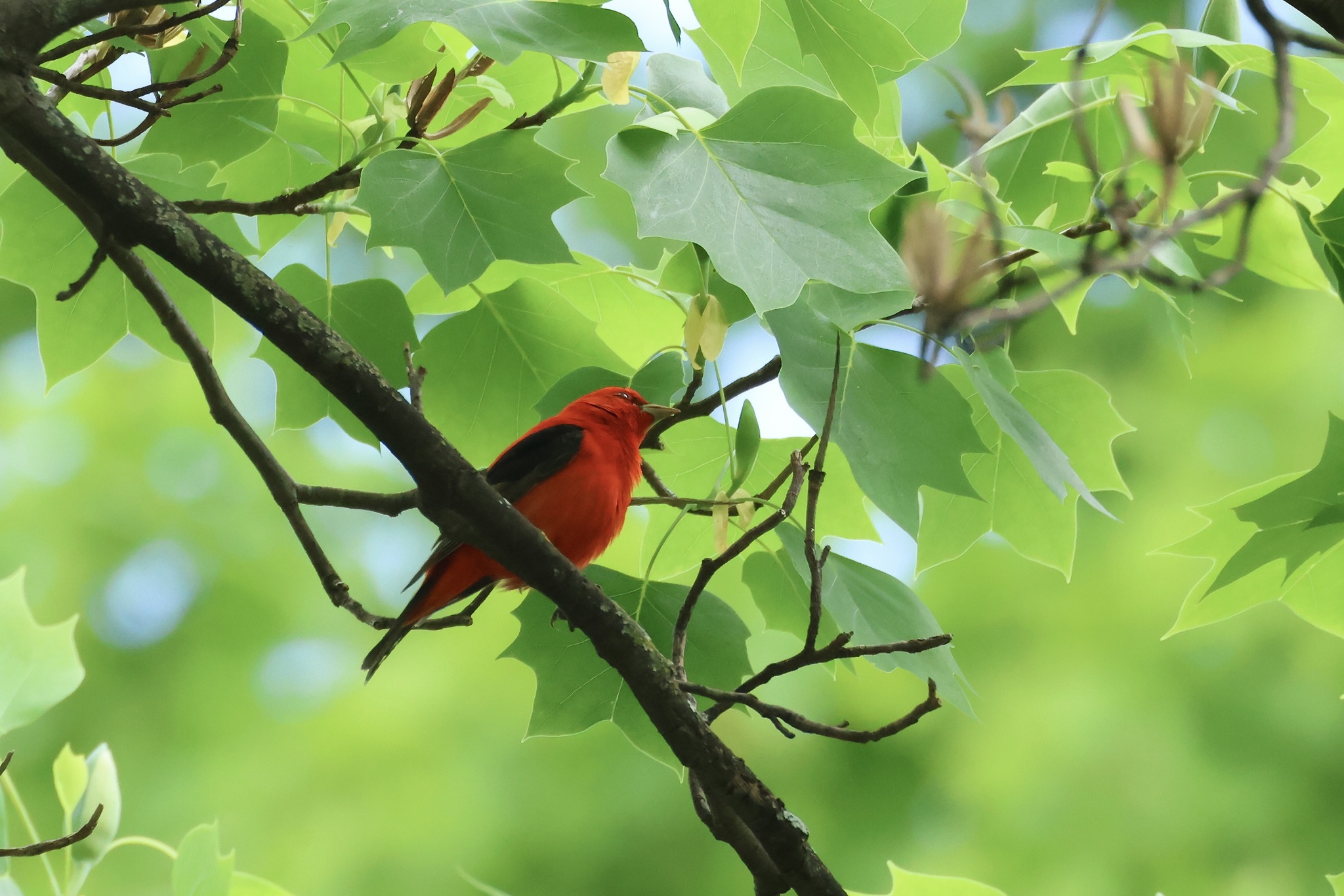 Scarlet Tanager (Piranga olivacea)