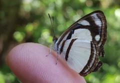 Dynamine athemon athemaena