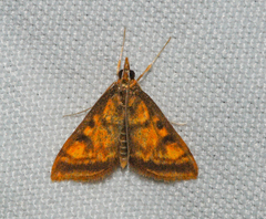 Pyrausta acrionalis