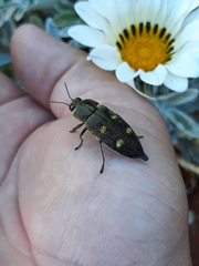 Baudonisia villosiventris