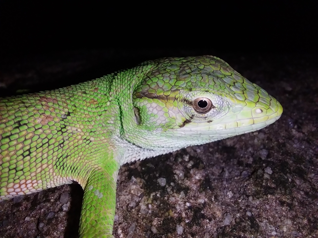 Audubon's Multicolored Lizard from Sangre Grande Regional Corporation ...