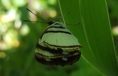 Dynamine athemon athemaena