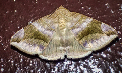 Bastilla amygdalis