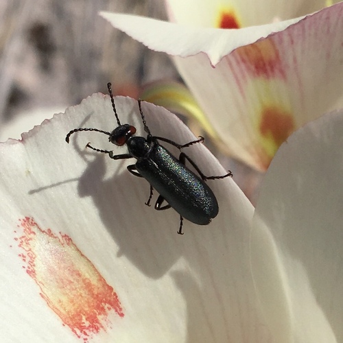 Red-eared Blister Beetle