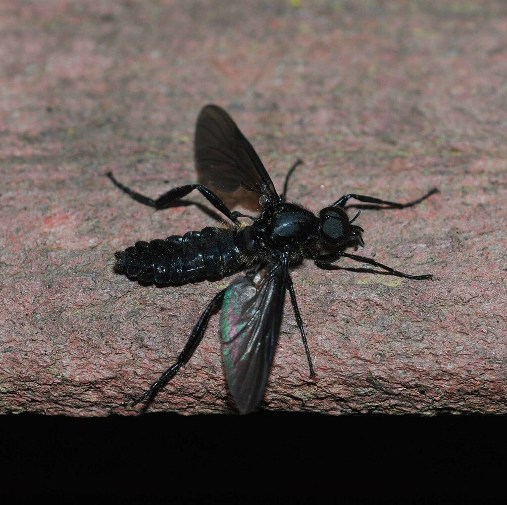 Bibio tenebrosus