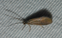 Eriocraniella