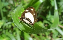 Dynamine athemon athemaena